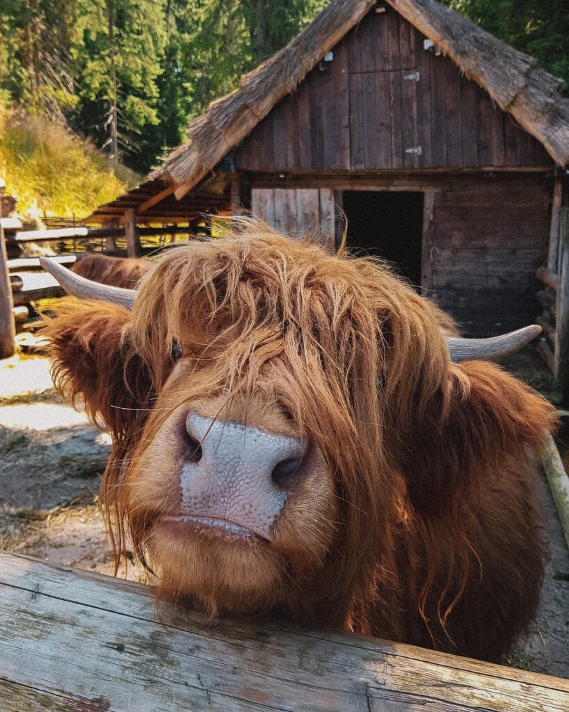 Highland cow tour scotland; last minute availability tour Scotland; is it too late to visit Scotland this summer?