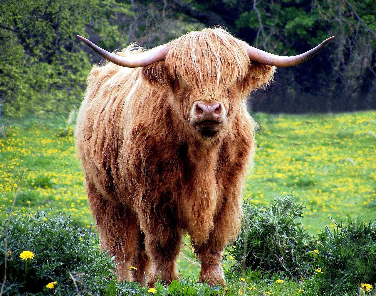 Highland cow, Highland cow on shore excursion from Edinburgh, private shore excursion, Shore excursion from south queensferry