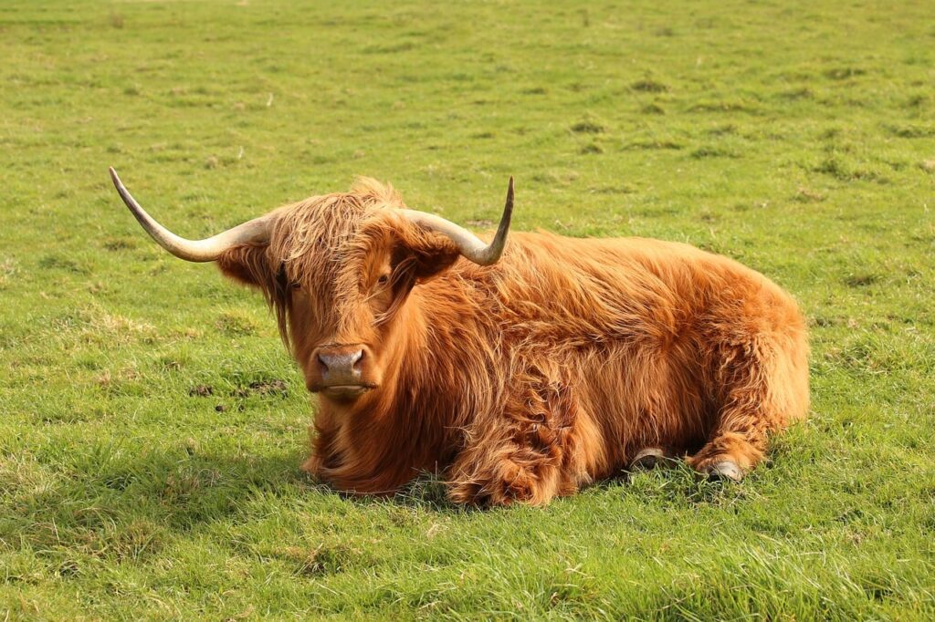 Best highland day tour from edinburgh, day tour from Edinburgh to see highland cows