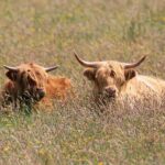 Highland Cows, fluffy cows, Hairy cows, hairy coos - a pair of Scottish cows