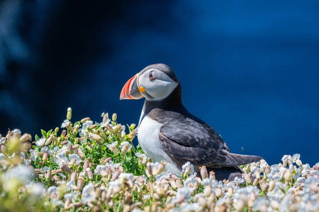 puffin, flower background, nature, bird, wildlife, beautiful flowers, ornithology, beak, plumage, flower wallpaper, seabird, avian, feathers, uk, flowers, puffin in white heater in Scotland
