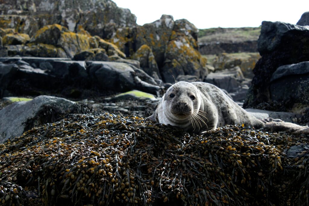 Coastline of Fife; fishing villages of Fife on a private port tour from South Queensferry