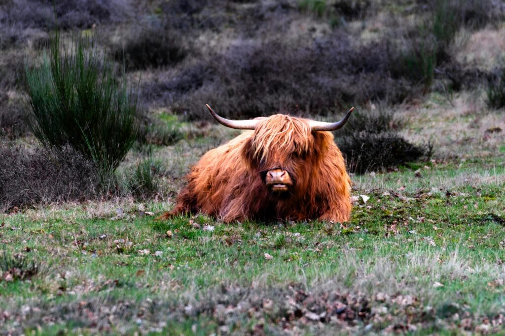 Majestic Scottish Highland cow with long horns resting in green pasture.