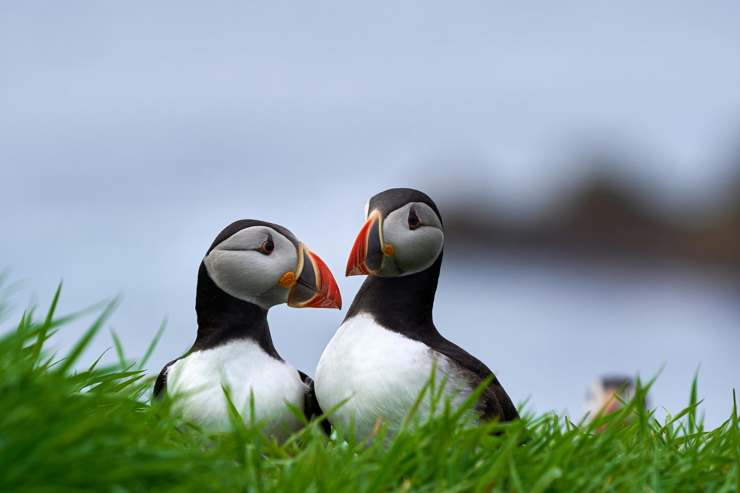 Pair of Atlantic puffins on grass in Scotland seen on a private tour of the Scottish islands. Customised Private tours to see wildlife Scotland.