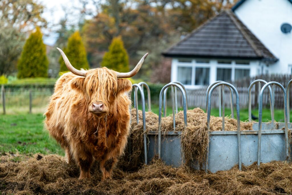 Glencoe Loch Lomond and scottish highlands tour, Highland cow tour