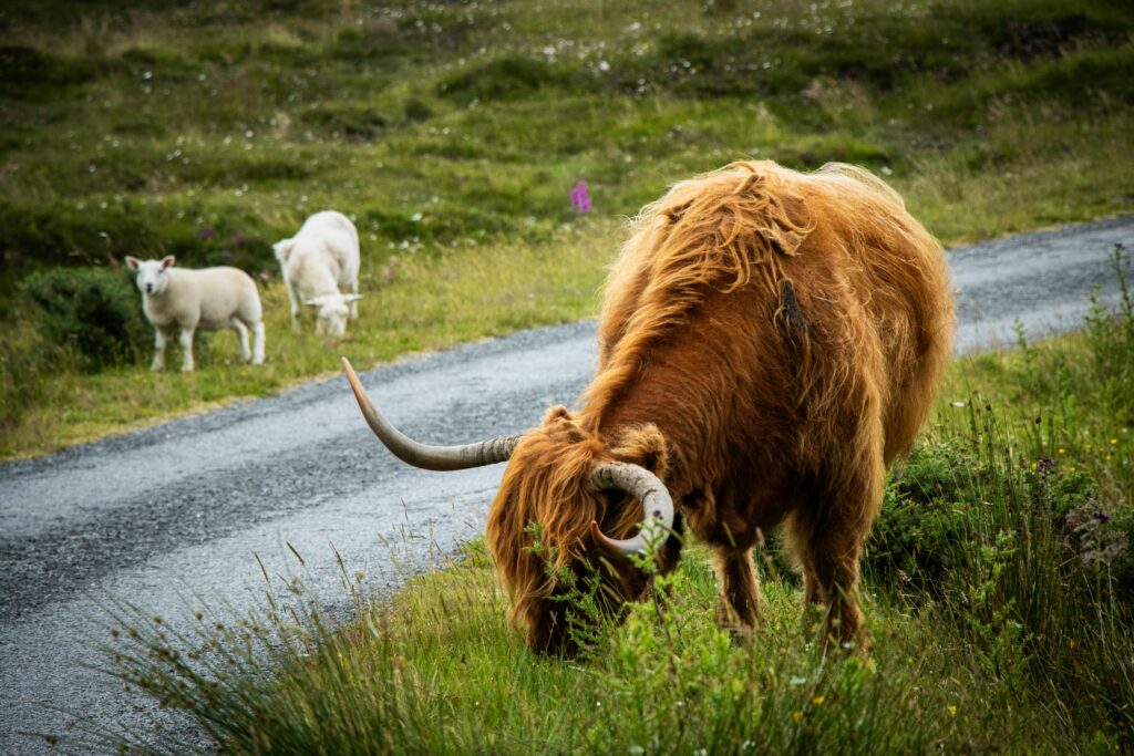 Highland Cow, or Hairy Coo, on a private tour from Edinburgh. Groups tour stop for Highland Cows