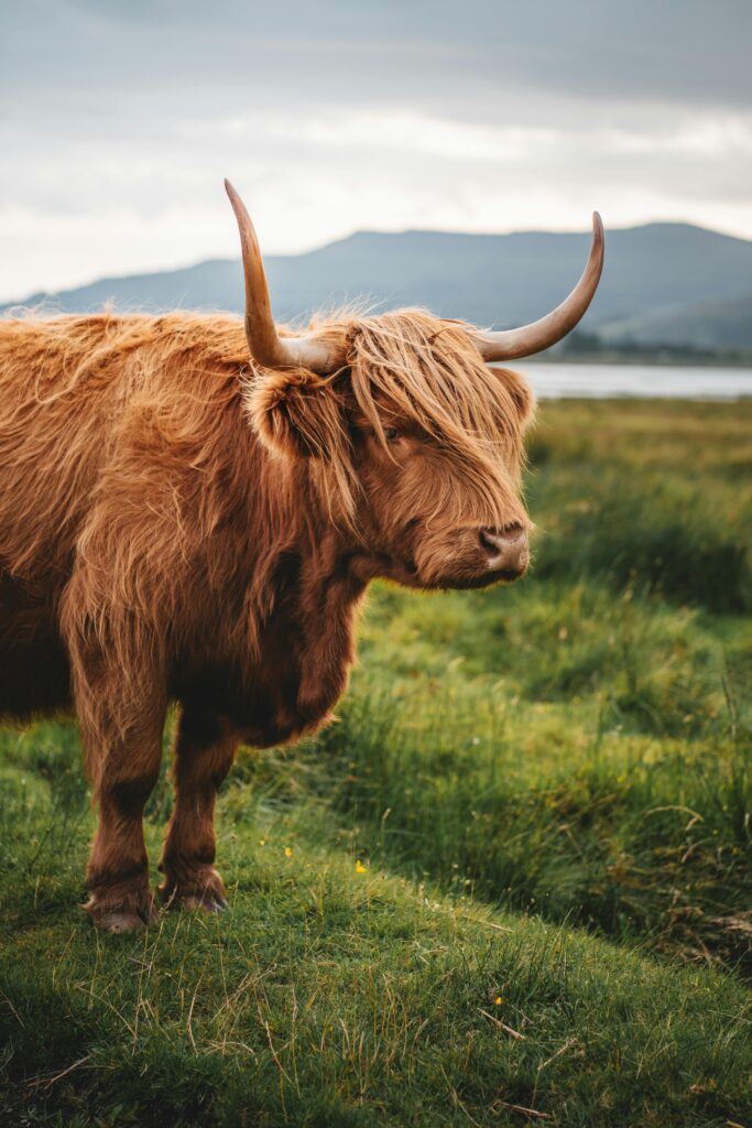 Highland Cow on the Glenfinnan Private Tour from Edinburgh