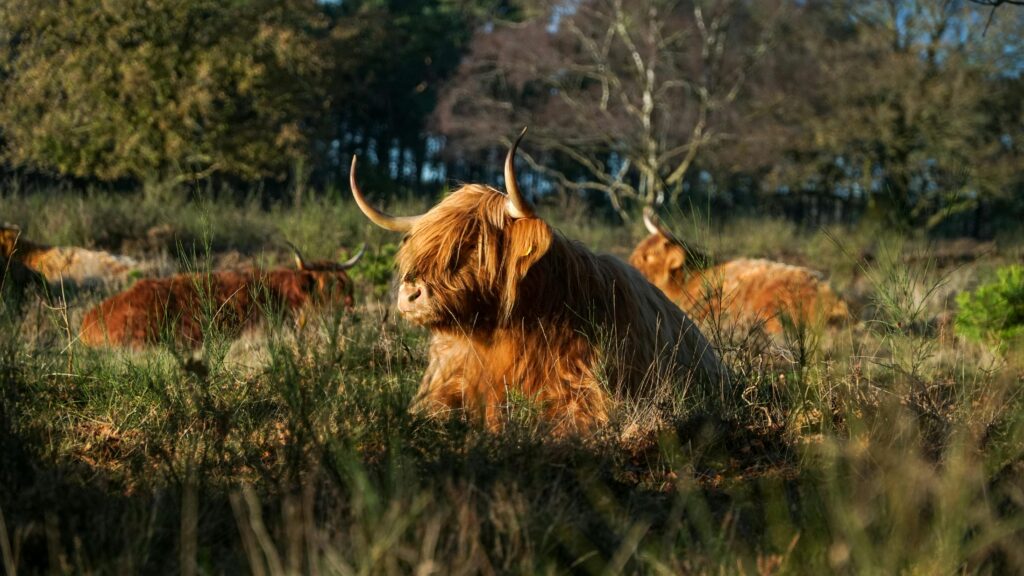 Where to see Highland Cows in Scotland